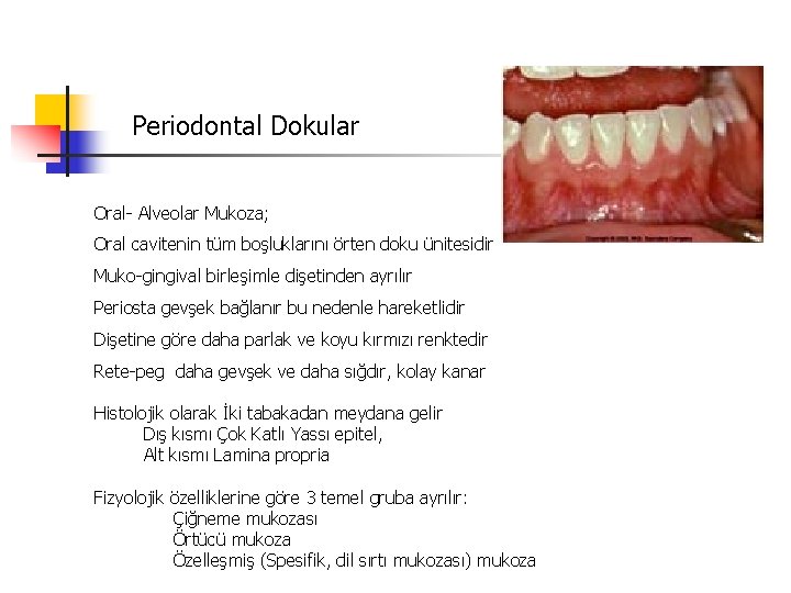 Periodontal Dokular Oral- Alveolar Mukoza; Oral cavitenin tüm boşluklarını örten doku ünitesidir Muko-gingival birleşimle