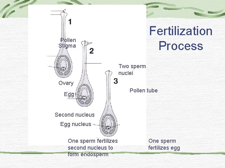 Fertilization Process Pollen Stigma Two sperm nuclei Ovary Egg Pollen tube Second nucleus Egg Fertilization Process Pollen Stigma Two sperm nuclei Ovary Egg Pollen tube Second nucleus Egg