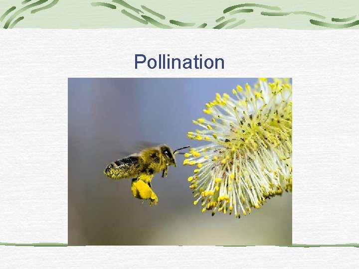 Pollination Pollination