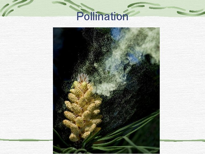 Pollination Pollination