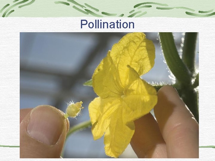 Pollination Pollination