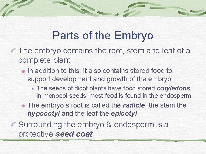 Parts of the Embryo The embryo contains the root, stem and leaf of a Parts of the Embryo The embryo contains the root, stem and leaf of a