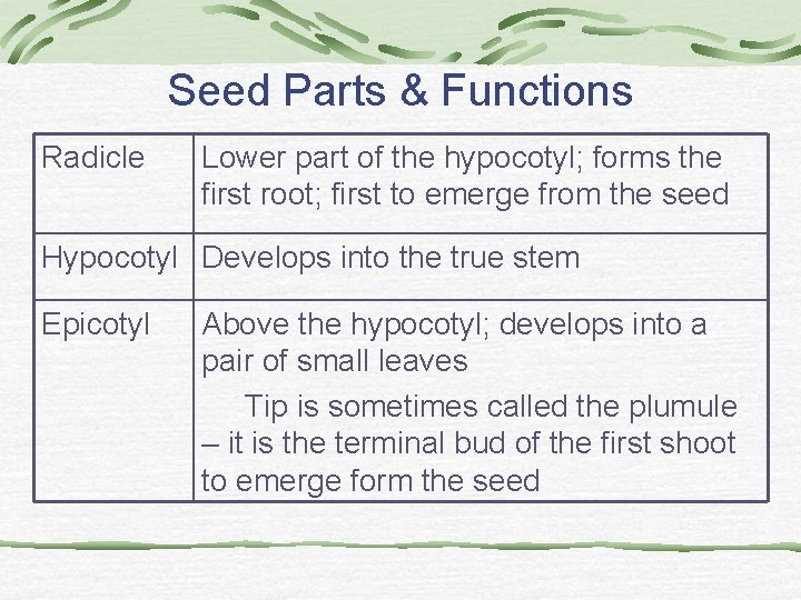 Seed Parts & Functions Radicle Lower part of the hypocotyl; forms the first root; Seed Parts & Functions Radicle Lower part of the hypocotyl; forms the first root;