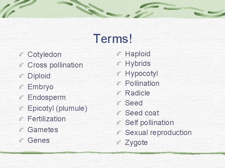 Terms! Cotyledon Cross pollination Diploid Embryo Endosperm Epicotyl (plumule) Fertilization Gametes Genes Haploid Hybrids Terms! Cotyledon Cross pollination Diploid Embryo Endosperm Epicotyl (plumule) Fertilization Gametes Genes Haploid Hybrids