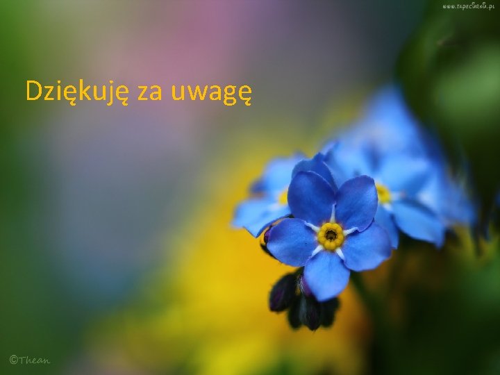 Dziękuję za uwagę 