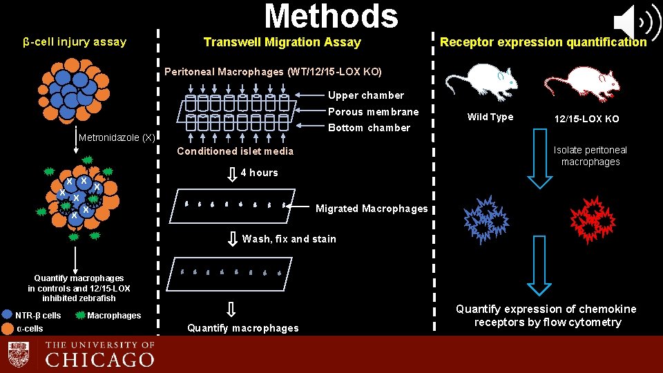 β-cell injury assay Methods Transwell Migration Assay Receptor expression quantification Peritoneal Macrophages (WT/12/15 -LOX β-cell injury assay Methods Transwell Migration Assay Receptor expression quantification Peritoneal Macrophages (WT/12/15 -LOX