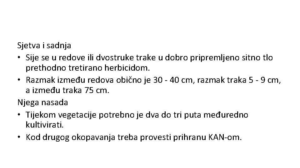 Sjetva i sadnja • Sije se u redove ili dvostruke trake u dobro pripremljeno