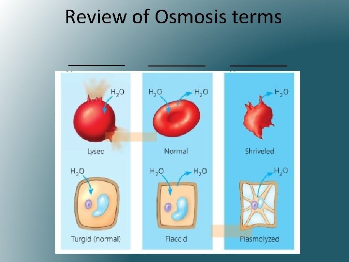Review of Osmosis terms ________ 