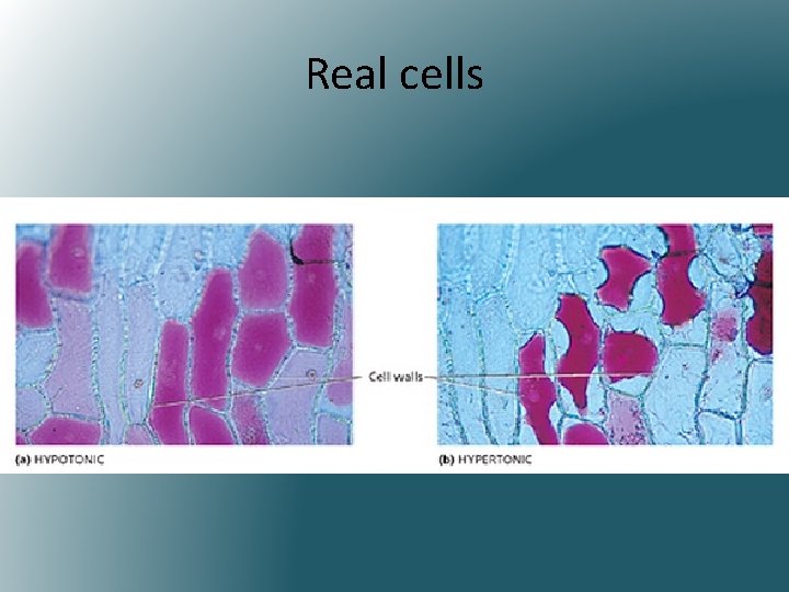 Real cells 
