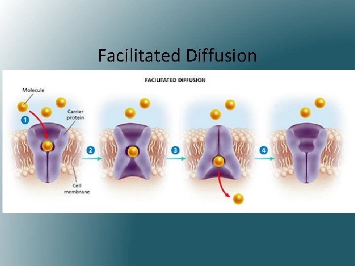 Facilitated Diffusion 