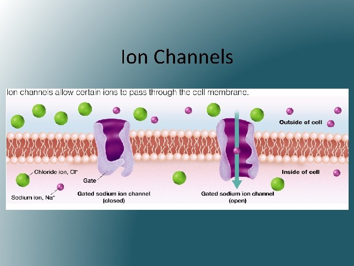 Ion Channels 