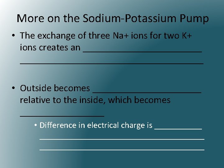 More on the Sodium-Potassium Pump • The exchange of three Na+ ions for two