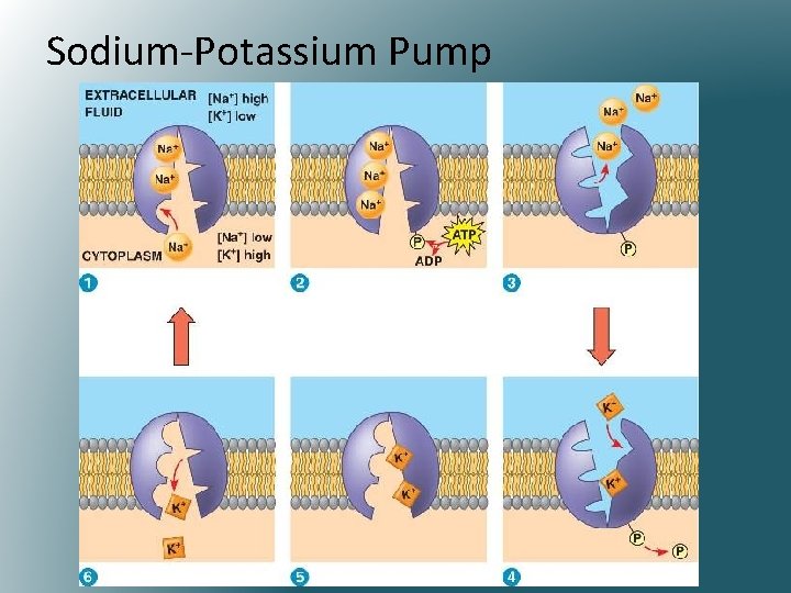 Sodium-Potassium Pump 