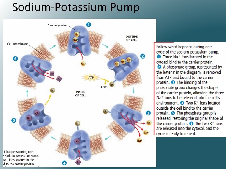 Sodium-Potassium Pump 