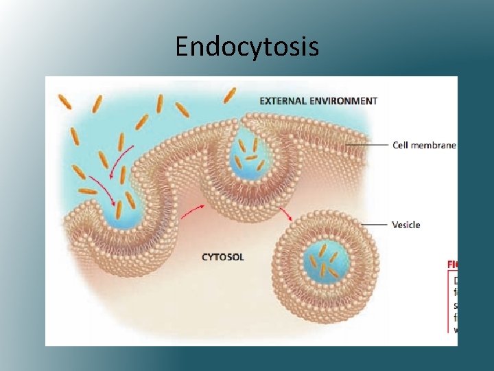 Endocytosis 