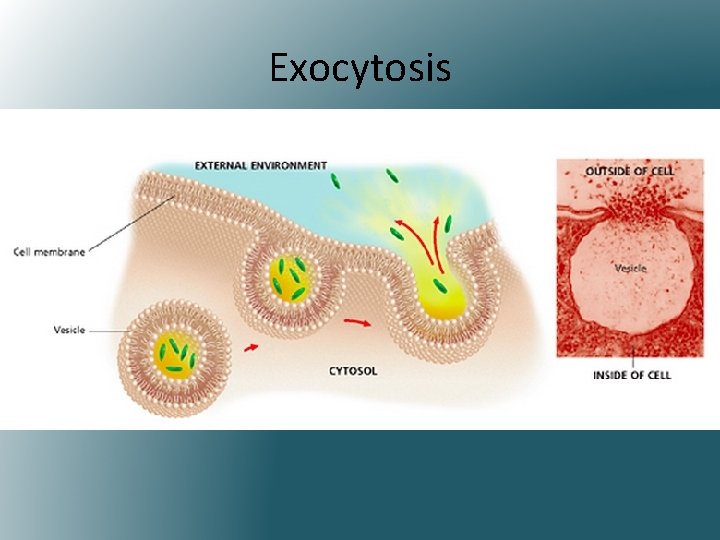 Exocytosis 