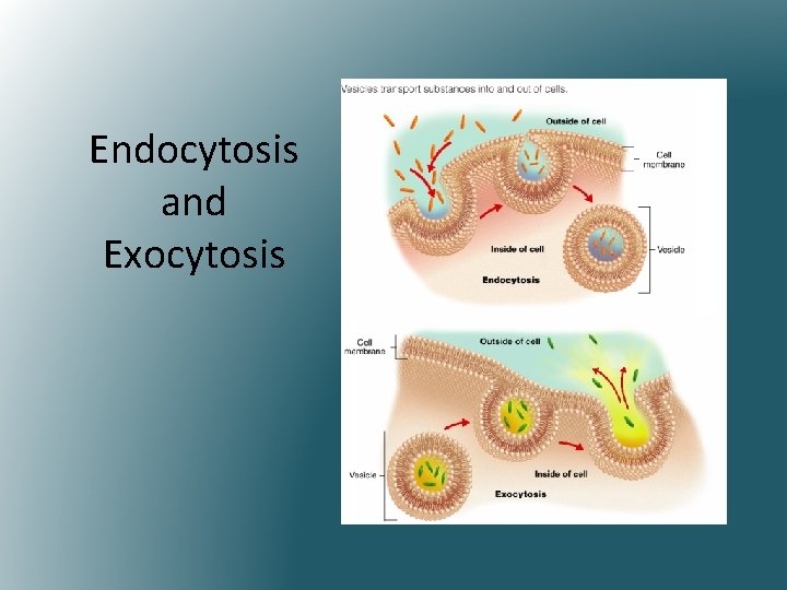Endocytosis and Exocytosis 