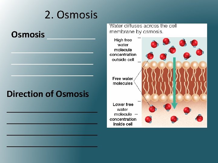 2. Osmosis _________________ Direction of Osmosis ___________________ 