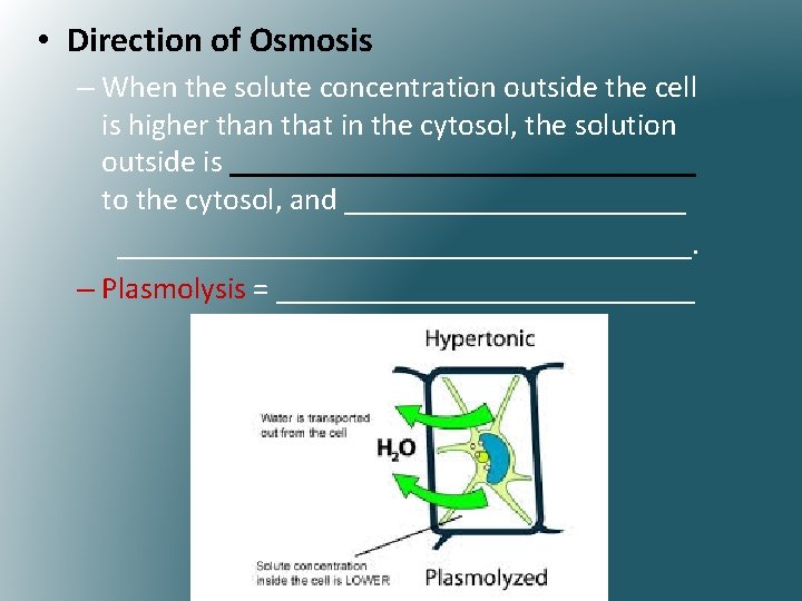 • Direction of Osmosis – When the solute concentration outside the cell is