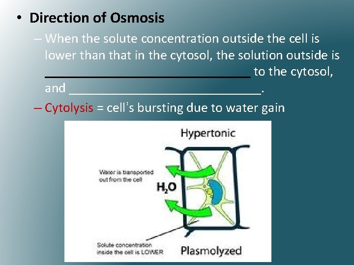  • Direction of Osmosis – When the solute concentration outside the cell is