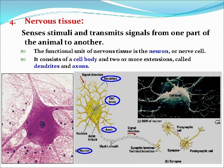 4. Nervous tissue: Senses stimuli and transmits signals from one part of the animal