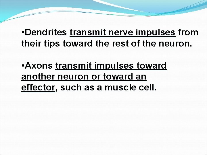  • Dendrites transmit nerve impulses from their tips toward the rest of the