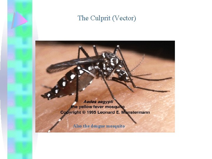 The Culprit (Vector) Also the dengue mosquito 