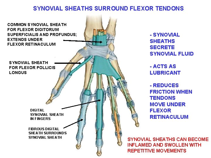 SYNOVIAL SHEATHS SURROUND FLEXOR TENDONS COMMON SYNOVIAL SHEATH FOR FLEXOR DIGITORUM SUPERFICIALIS AND PROFUNDUS;