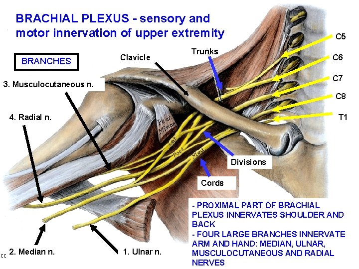 BRACHIAL PLEXUS - sensory and motor innervation of upper extremity BRANCHES Clavicle C 5