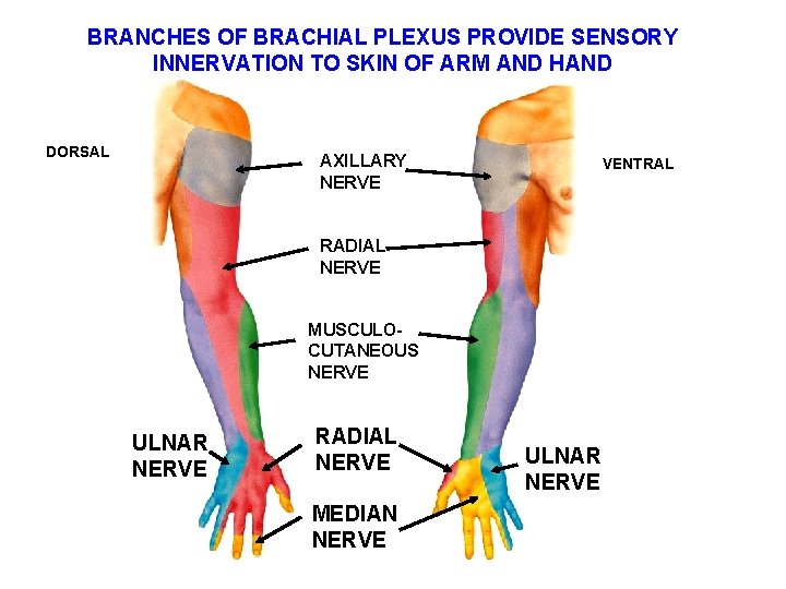 BRANCHES OF BRACHIAL PLEXUS PROVIDE SENSORY INNERVATION TO SKIN OF ARM AND HAND DORSAL