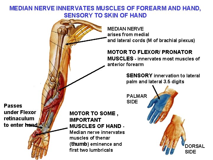 MEDIAN NERVE INNERVATES MUSCLES OF FOREARM AND HAND, SENSORY TO SKIN OF HAND MEDIAN