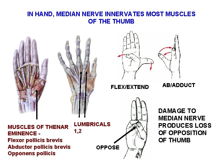 IN HAND, MEDIAN NERVE INNERVATES MOST MUSCLES OF THE THUMB FLEX/EXTEND MUSCLES OF THENAR