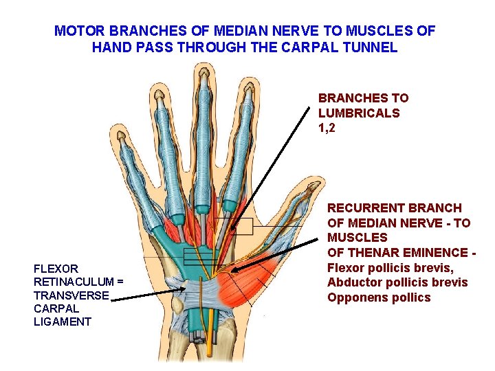 MOTOR BRANCHES OF MEDIAN NERVE TO MUSCLES OF HAND PASS THROUGH THE CARPAL TUNNEL