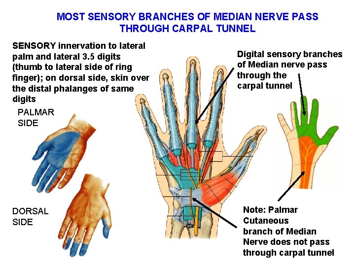 MOST SENSORY BRANCHES OF MEDIAN NERVE PASS THROUGH CARPAL TUNNEL SENSORY innervation to lateral