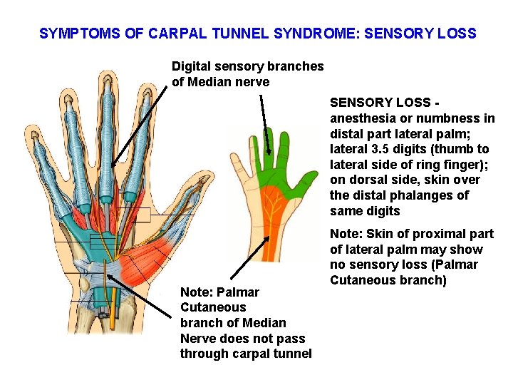 SYMPTOMS OF CARPAL TUNNEL SYNDROME: SENSORY LOSS Digital sensory branches of Median nerve SENSORY