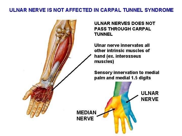 ULNAR NERVE IS NOT AFFECTED IN CARPAL TUNNEL SYNDROME ULNAR NERVES DOES NOT PASS