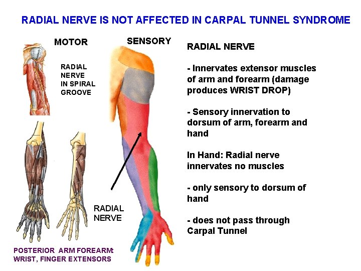 RADIAL NERVE IS NOT AFFECTED IN CARPAL TUNNEL SYNDROME SENSORY MOTOR RADIAL NERVE IN