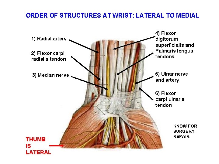 ORDER OF STRUCTURES AT WRIST: LATERAL TO MEDIAL 1) Radial artery 2) Flexor carpi