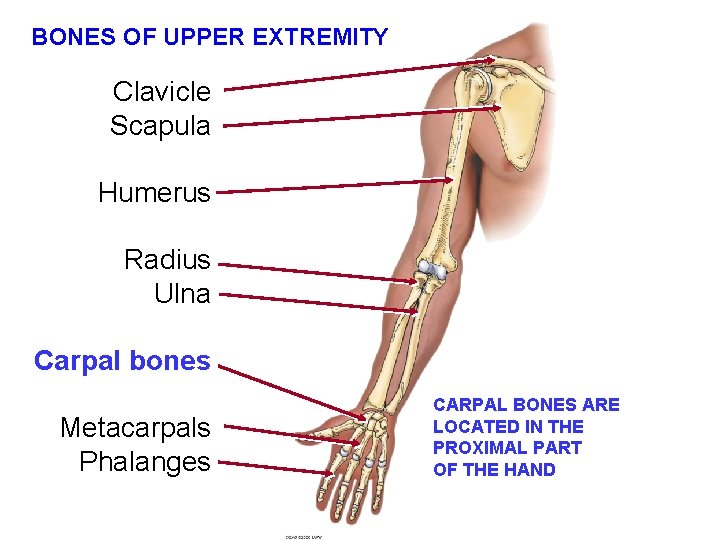 BONES OF UPPER EXTREMITY Clavicle Scapula Humerus Radius Ulna Carpal bones Metacarpals Phalanges CARPAL