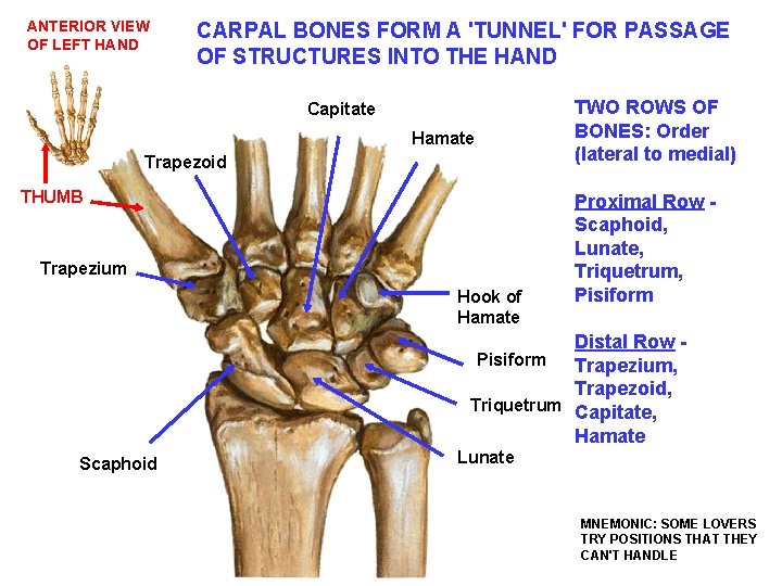 ANTERIOR VIEW OF LEFT HAND CARPAL BONES FORM A 'TUNNEL' FOR PASSAGE OF STRUCTURES
