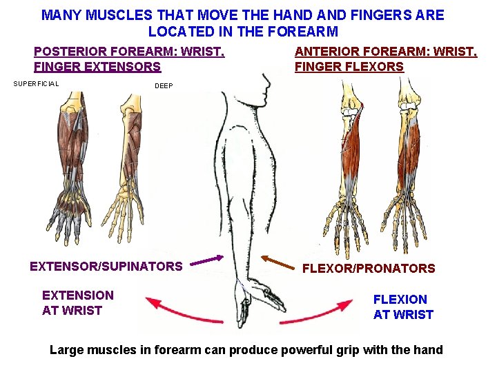 MANY MUSCLES THAT MOVE THE HAND FINGERS ARE LOCATED IN THE FOREARM POSTERIOR FOREARM:
