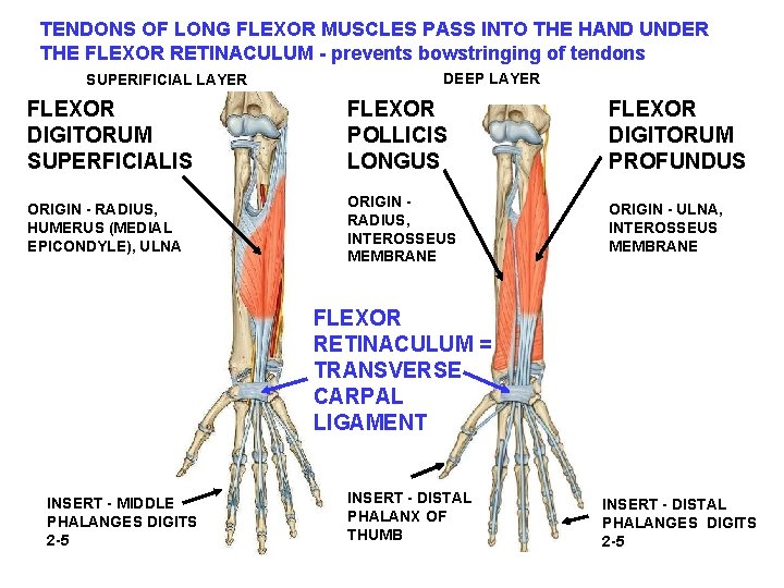 TENDONS OF LONG FLEXOR MUSCLES PASS INTO THE HAND UNDER THE FLEXOR RETINACULUM -