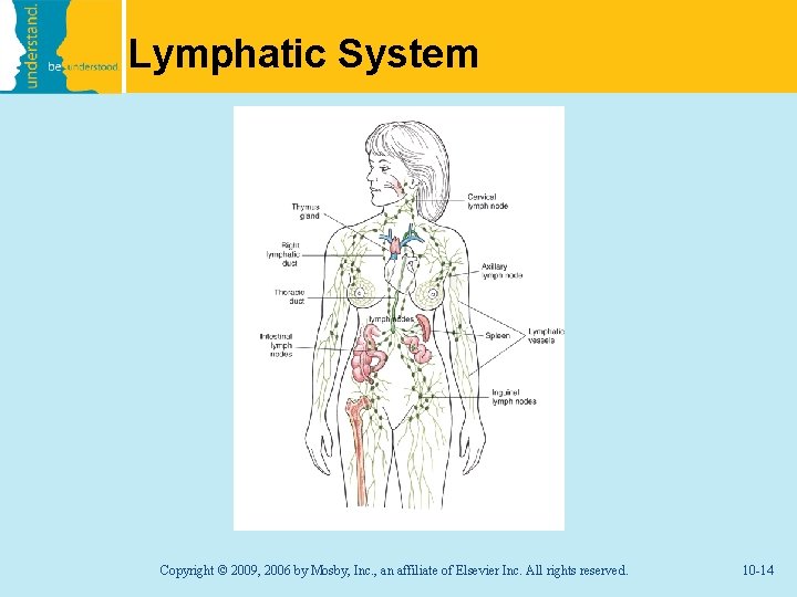 Lymphatic System Copyright © 2009, 2006 by Mosby, Inc. , an affiliate of Elsevier