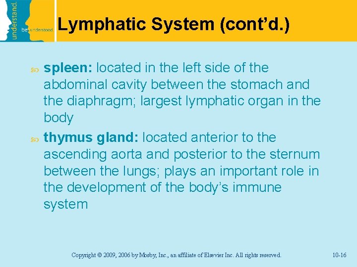 Lymphatic System (cont’d. ) spleen: located in the left side of the abdominal cavity