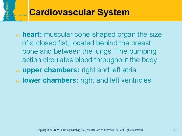 Cardiovascular System heart: muscular cone-shaped organ the size of a closed fist, located behind