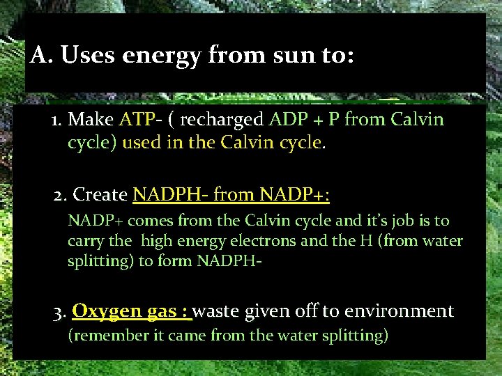 A. Uses energy from sun to: 1. Make ATP- ( recharged ADP + P
