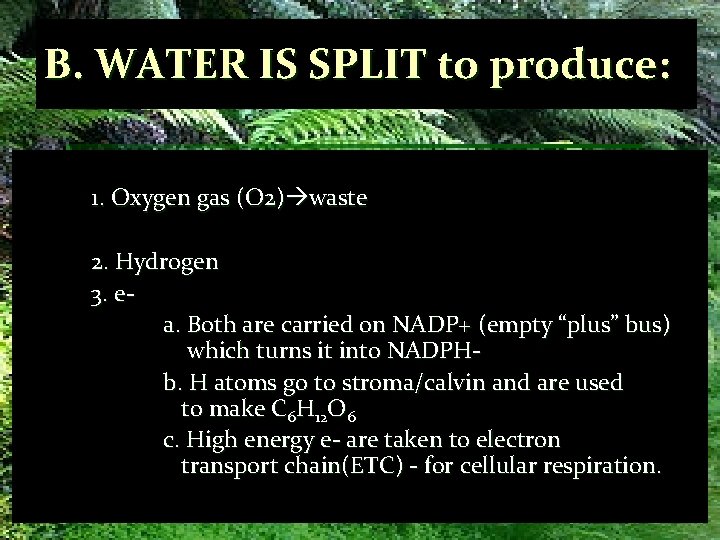 B. WATER IS SPLIT to produce: 1. Oxygen gas (O 2) waste 2. Hydrogen