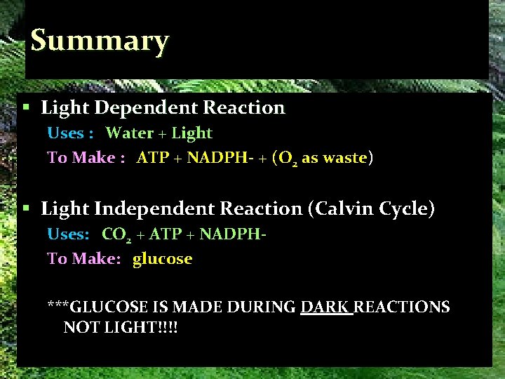 Summary § Light Dependent Reaction Uses : Water + Light To Make : ATP