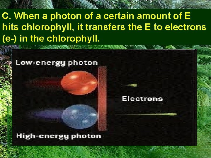 C. When a photon of a certain amount of E hits chlorophyll, it transfers