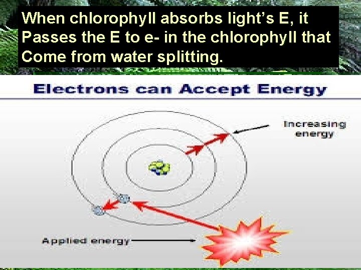 When chlorophyll absorbs light’s E, it Passes the E to e- in the chlorophyll
